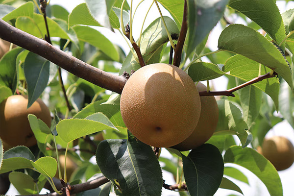 高精度色差儀檢測(cè)砂梨果肉的褐變程度