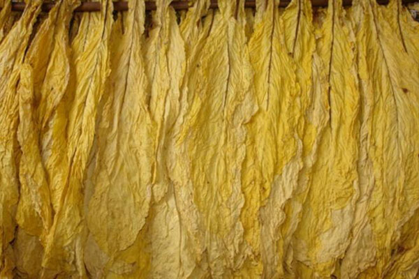 烤煙煙葉顏色怎么檢測？可以使用NH310色差儀嗎？