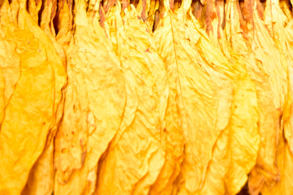 色差儀在煙葉顏色分級及質(zhì)量品質(zhì)管控中的應(yīng)用