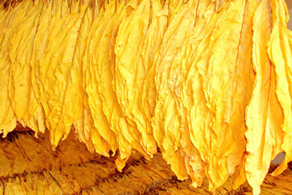 色差儀用于烤煙煙葉顏色的檢測(cè)及分級(jí)