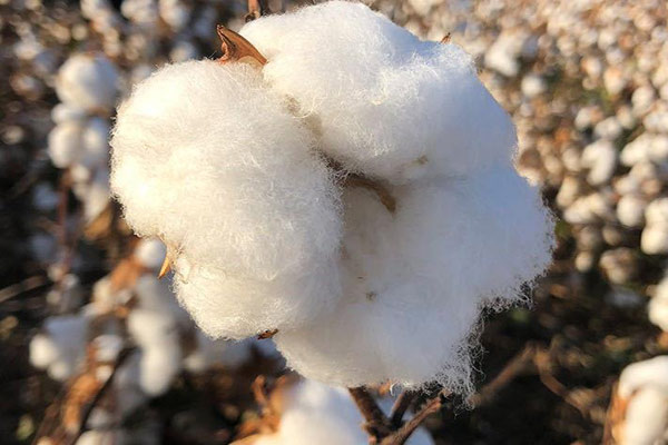 色差儀在棉花顏色質(zhì)量檢測中的應(yīng)用