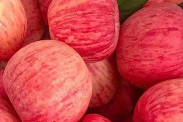 便攜式色差儀用于蘋果果皮顏色的測定