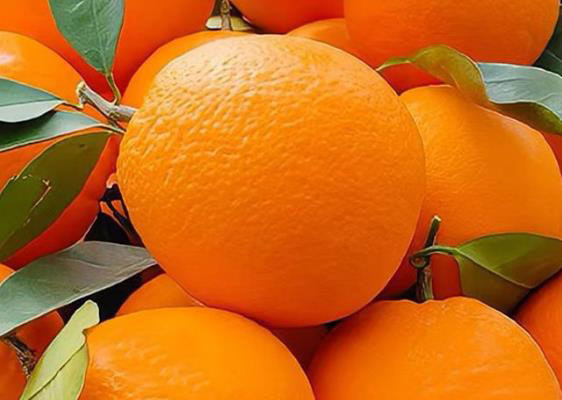 便攜式色差儀用于臍橙果皮色澤檢測(cè)