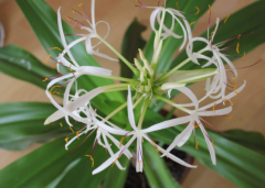 分光測色儀檢定植物顏色品質(zhì)